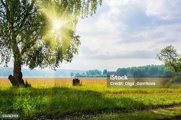 Beautiful Big Birch Tree In A Meadow With Sunny Beams Stock Photo - Download Image Now