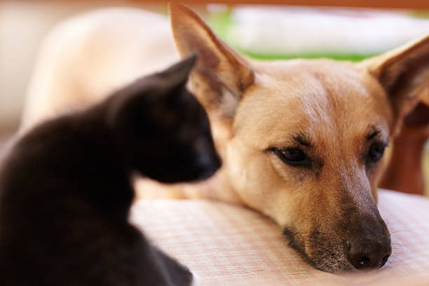 istock Too tuckered out to play anymore 534163803
