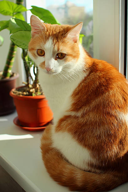 istock Red cat sitting on the window sill near the window. 534164247