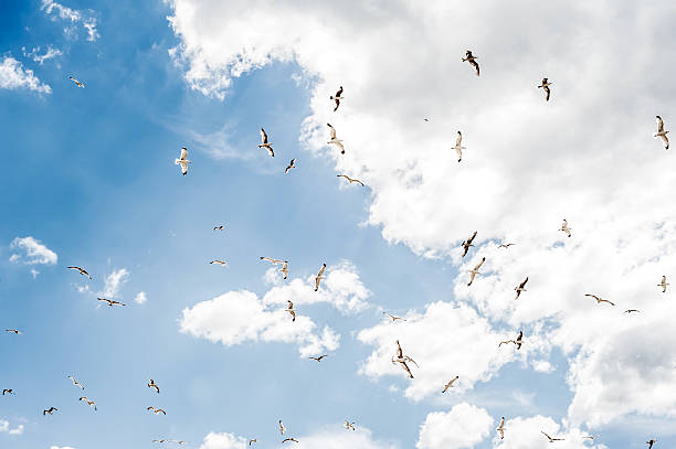 Birds in the sky stock photo