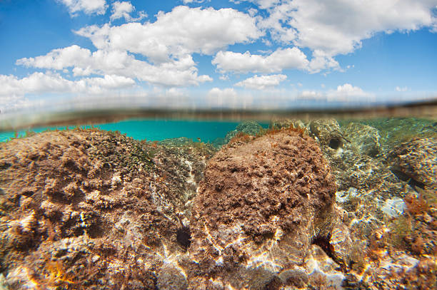 istock Underwater rocks on a clear blue sea 534164939