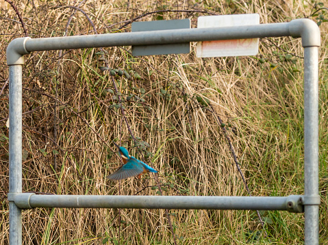 Wildlife in Natural Habitat. The common kingfisher 