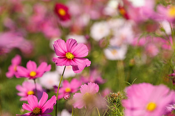 istock Cosmos flower in the field 534165659