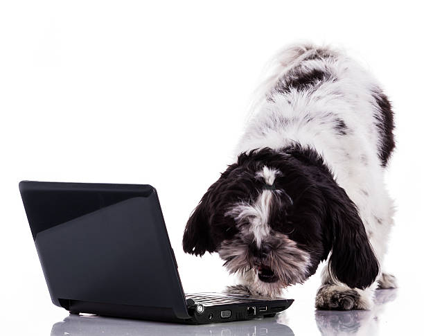 istock Shih tzu dog  with laptop. 534166293