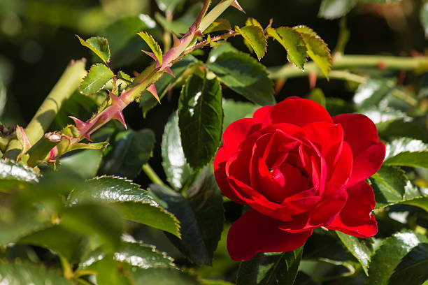 dettaglio di rosa rossa in fiore - spinoso foto e immagini stock