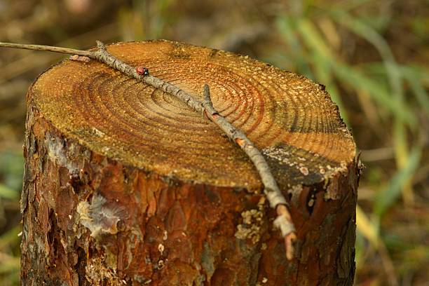 A ladybug on a small branch and a stump