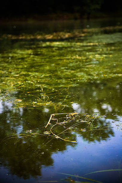istock Close up of plants growing at Danube river wetlands 534189328
