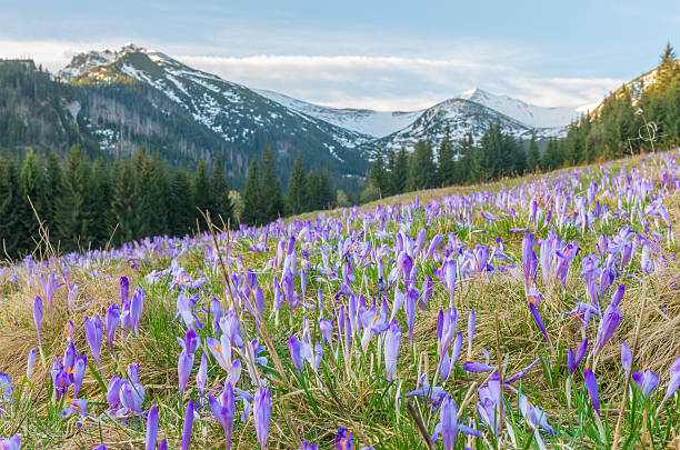 istock Crocuses in the grass, Tatra mountains 534189796