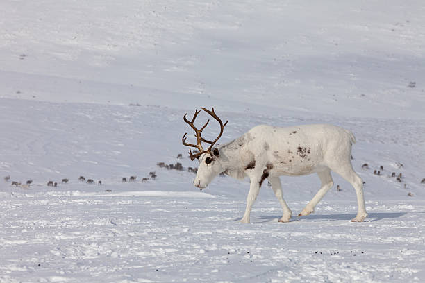 Caribou group on pastures in the mountains of Kamchatka in Russia