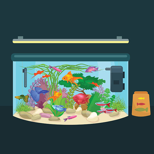 istock Aquarium fish, seaweed underwater, tank isolated on dark background 534189988