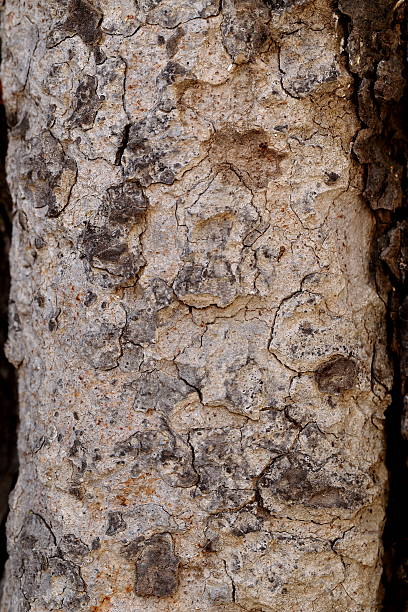 istock Texture background of the bark of a tree 534190283