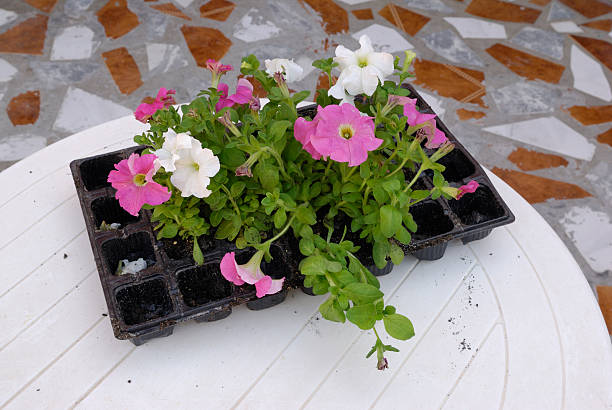 Когда сажать рассаду петунии в 2025 году по лунному календарю Когда сажать рассаду петунии в 2025 году по лунному календарю