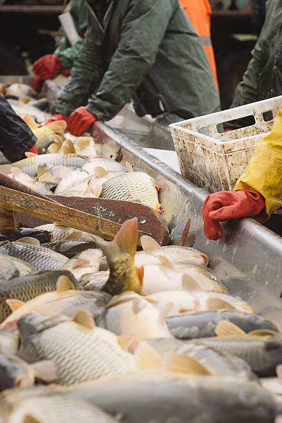 istock Fisherman at Work Fishing Industry 534190573