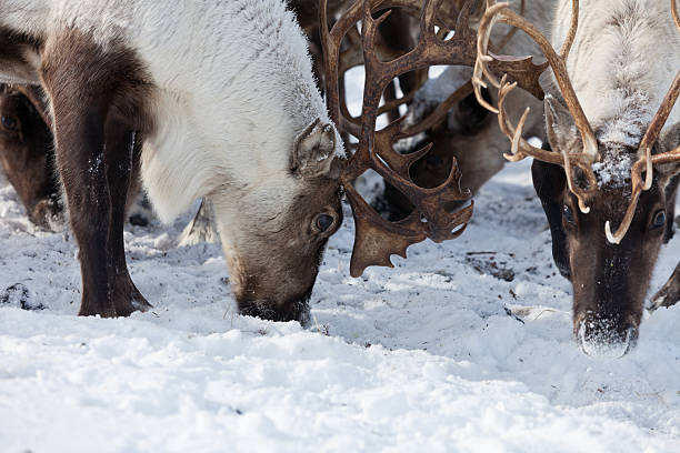 istock Group of caribou 534191294