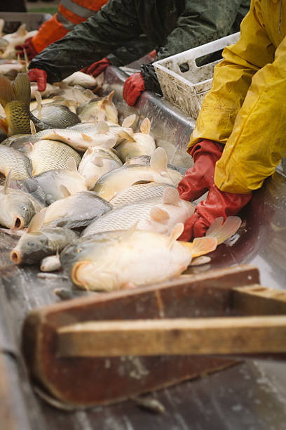 istock Fisherman at Work Fishing Industry 534191415
