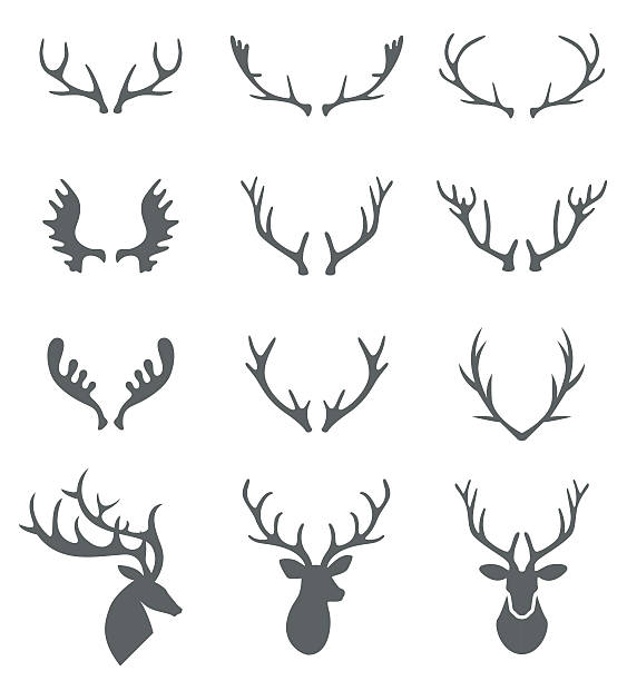 ilustraciones, imágenes clip art, dibujos animados e iconos de stock de dibujado a mano cornamentas de los ciervos vectores. - stags horn