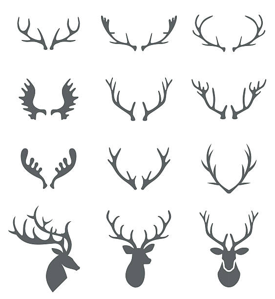 illustrations, cliparts, dessins animés et icônes de bois de cerf vecteurs dessiné à la main. - horned