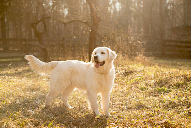 istock Shiny golden retriever in the forest 534191655