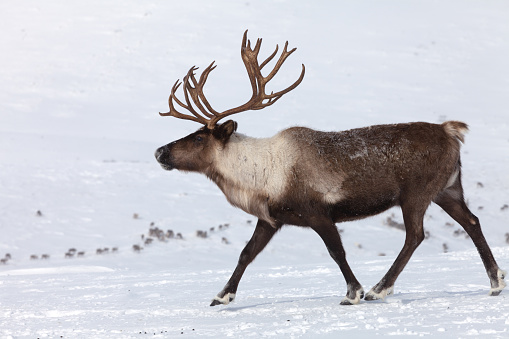 Caribou group on pastures in the mountains of Kamchatka in Russia