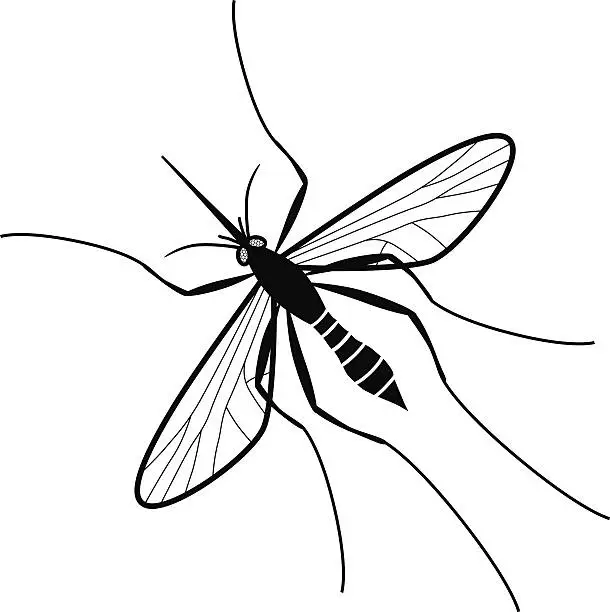 Vector illustration of mosquito pest insect vector illustration in black and white