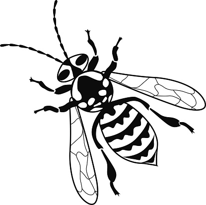 A vector illustration of a yellow jacket bee  vector illustration in black and white. Yellow jackets are attracted to sugar and sweet things and rarely sting unless provoked. An eps file and a large jpg are included in this download.