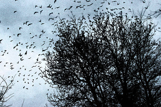istock Starlings in the sky at dusk 534192451