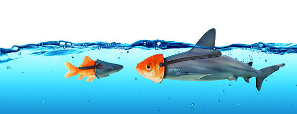 täuschungskonzept - verkleidung zwischen hai und goldfisch - nachahmen stock-fotos und bilder