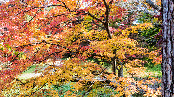 Close up in Hirosaki Castle maple for adv or others purpose use