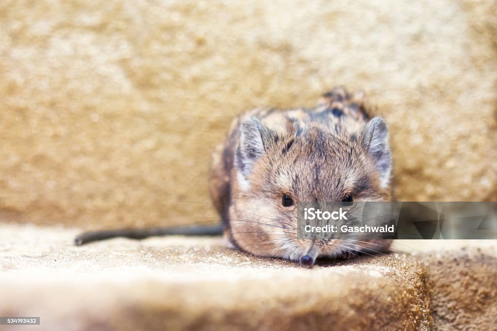 Sengi de orelha redonda (Macroscelides proboscideus) - Foto de stock de Musaranho-elefante royalty-free