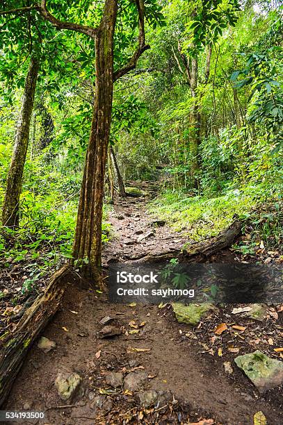 Soil Path Soil Path In Forest Landscape Stock Photo - Download Image Now ...
