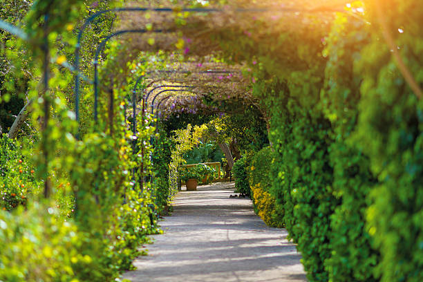 istock green passage or tunnel with plants in summer sunlight 534193532
