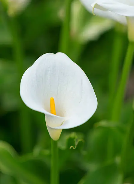 Blossom of Calla - Zantedeschia aethiopica