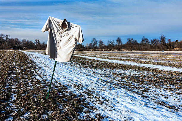 spaventapasseri in inverno cornfield - corn snow field winter foto e immagini stock