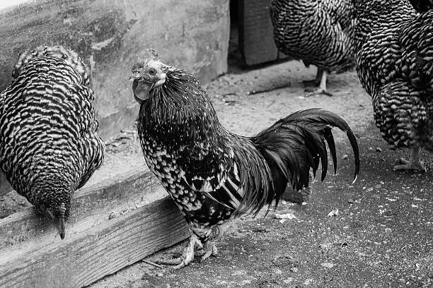 istock King of backyard poultry 534194811