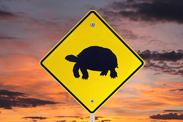 testuggine del deserto segnale di passaggio pedonale con cielo alba - desert tortoise foto e immagini stock