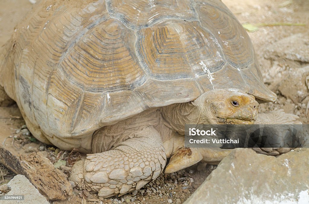 Tortoises Tortoises in zoo 2015 Stock Photo