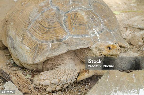 Tortoises Stock Photo - Download Image Now - 2015, Animal, Animal Shell