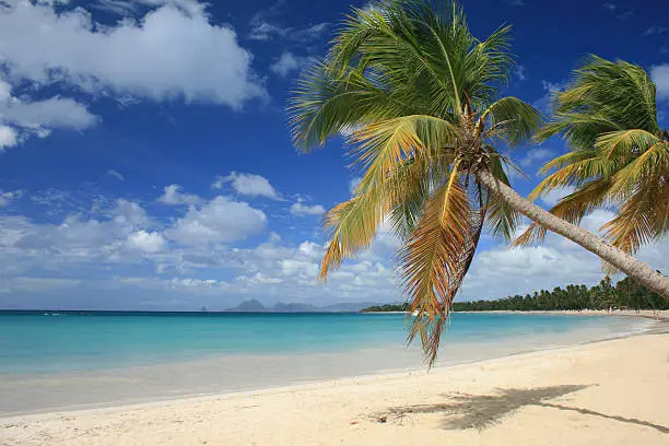Photo of Salines beach in Martinique