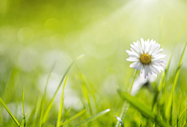 istock Macro Shot Of Daisy Flower 534195820