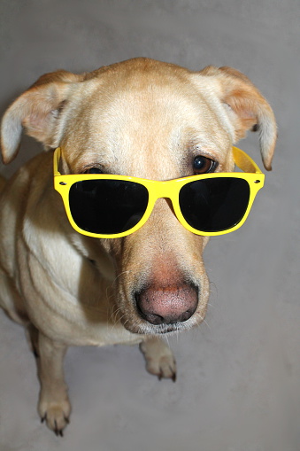 Pure breed golden Labrador male wearing Sunglasses