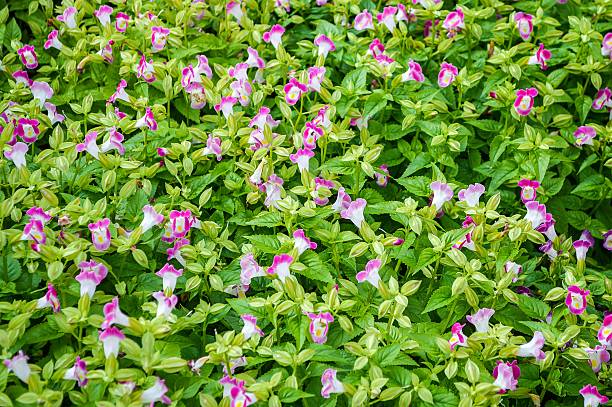 istock pink Wishbone flower in garden 534197697