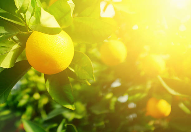 istock Oranges on the tree ripening in the morning sun. 534197968