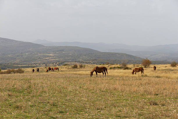 Autumnal landscape with hills and horses grazing - Paisaje otoñal con colinas y caballos pastando