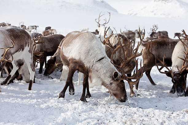 istock Group of caribou 534198394