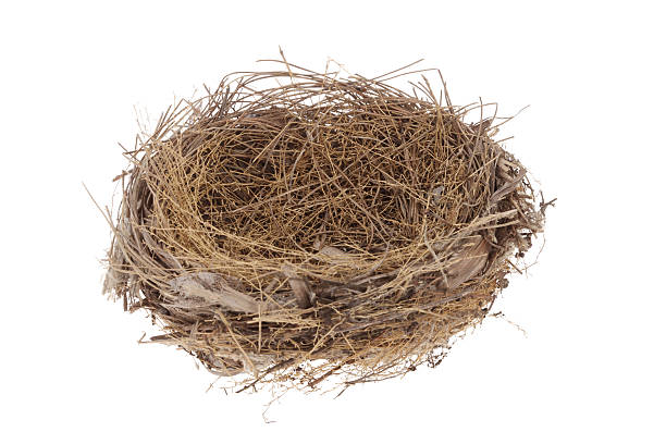 istock Bird's nest on white background 534198693