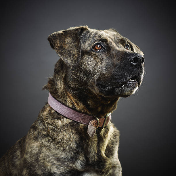Portrait of a mixed pit bull dog. Studio portrait of a big mixed breed dog looking to the side. The dog is a male and a mix of pit bull. Square color image from a DSLR. Sharp focus on eyes. nasty dog stock pictures, royalty-free photos & images