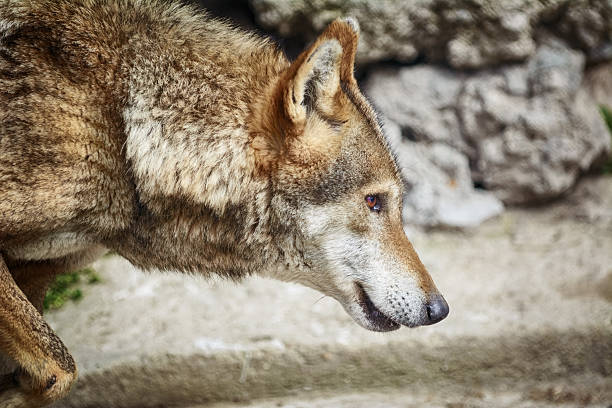 istock Portrait of Wolf 534199458