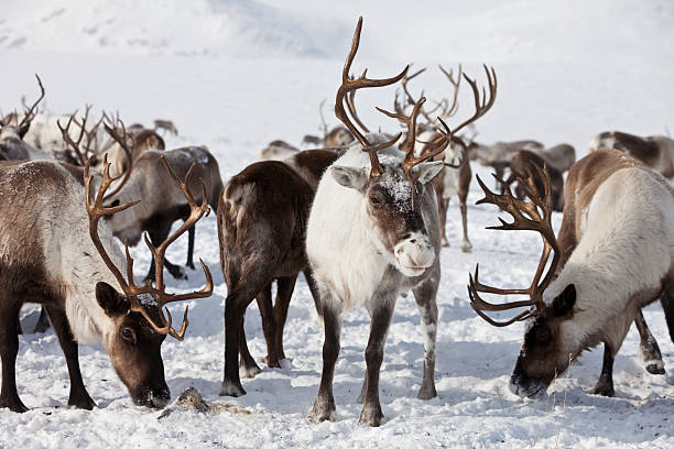 istock Group of caribou 534199648