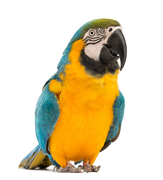 istock Blue-and-yellow Macaw, Ara ararauna, 30 years old, 534200618