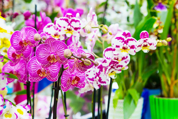 istock Close up purple orchid flowers background 534200682